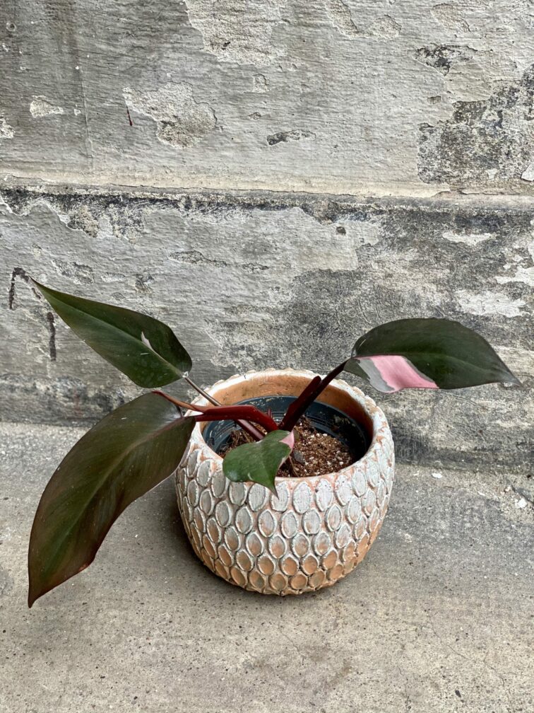Zdjęcie rośliny Philodendron Pink Princess, ujęcie 2