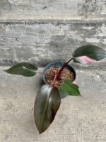 Zdjęcie rośliny Philodendron Pink Princess, ujęcie 3