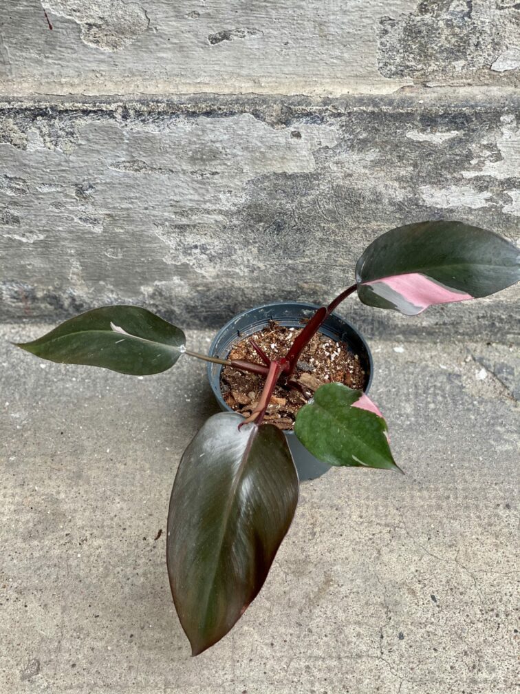 Zdjęcie rośliny Philodendron Pink Princess, ujęcie 3