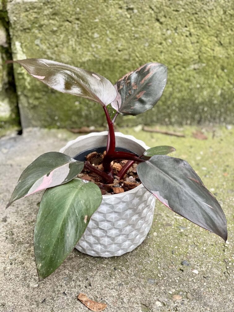 Zdjęcie rośliny Philodendron Pink Princess, ujęcie 1