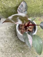 Zdjęcie rośliny Philodendron Pink Princess, ujęcie 2