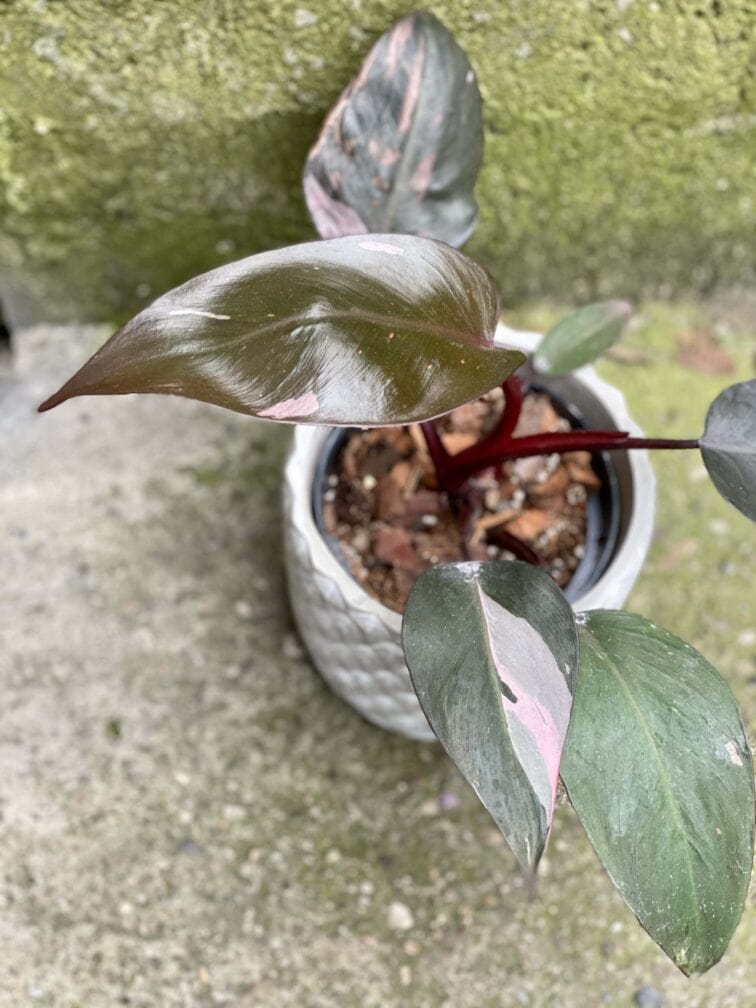 Zdjęcie rośliny Philodendron Pink Princess, ujęcie 2