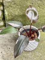Zdjęcie rośliny Philodendron Pink Princess, ujęcie 3