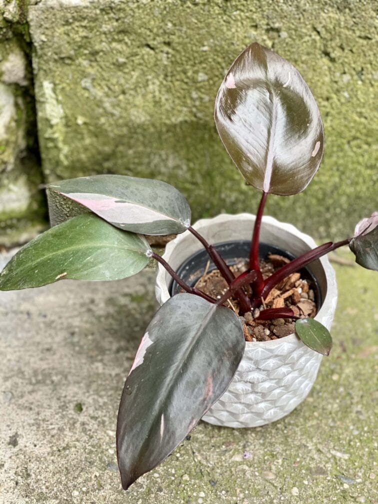 Zdjęcie rośliny Philodendron Pink Princess, ujęcie 3