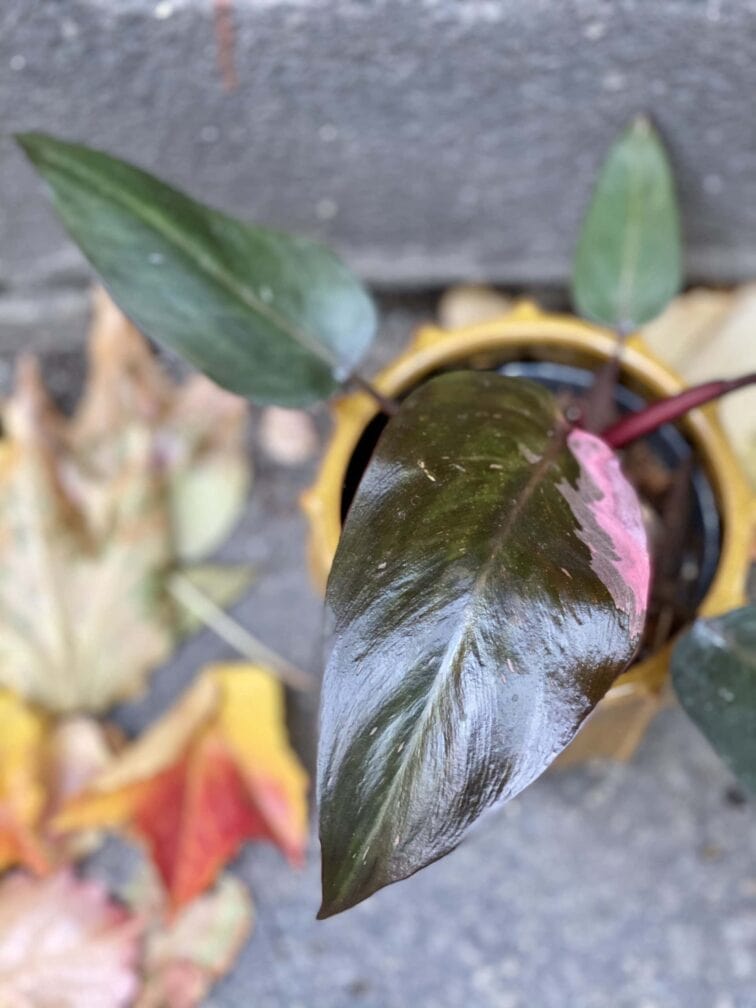 Zdjęcie rośliny Philodendron Pink Princess, ujęcie 1