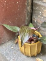Zdjęcie rośliny Philodendron Pink Princess, ujęcie 2