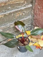 Zdjęcie rośliny Philodendron Pink Princess, ujęcie 4