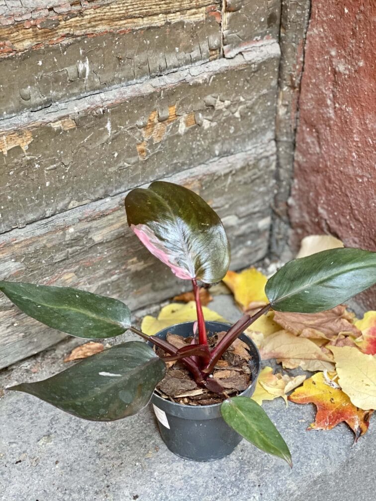 Zdjęcie rośliny Philodendron Pink Princess, ujęcie 4