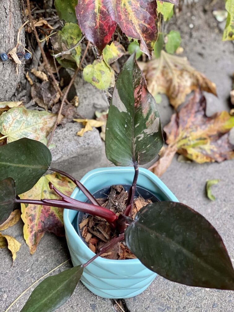 Zdjęcie rośliny Philodendron Pink Princess, ujęcie 1
