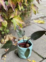 Zdjęcie rośliny Philodendron Pink Princess, ujęcie 2