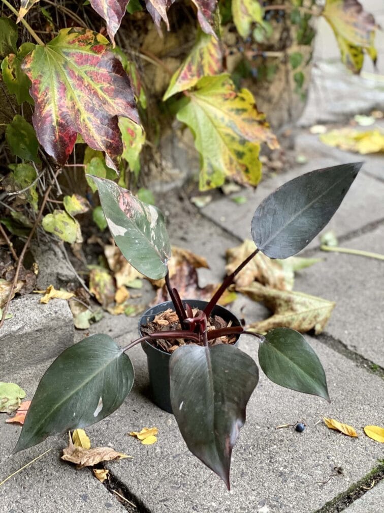 Zdjęcie rośliny Philodendron Pink Princess, ujęcie 3
