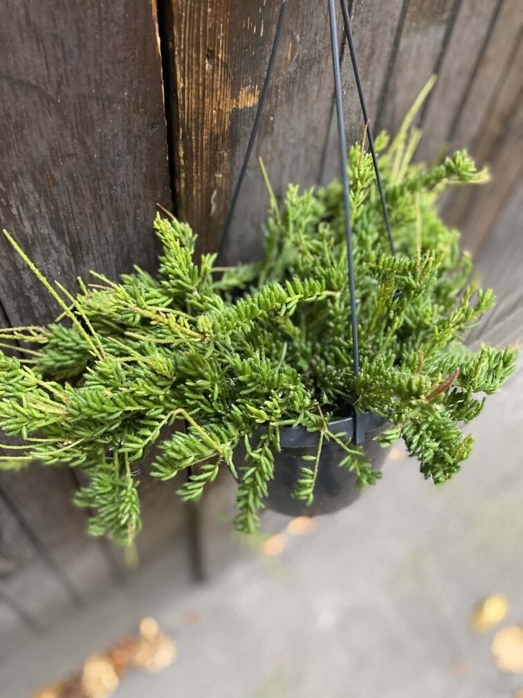 Zdjęcie rośliny Rhipsalis mesembryanthemoides (Patyczak), ujęcie 1