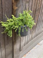 Zdjęcie rośliny Rhipsalis mesembryanthemoides (Patyczak), ujęcie 2