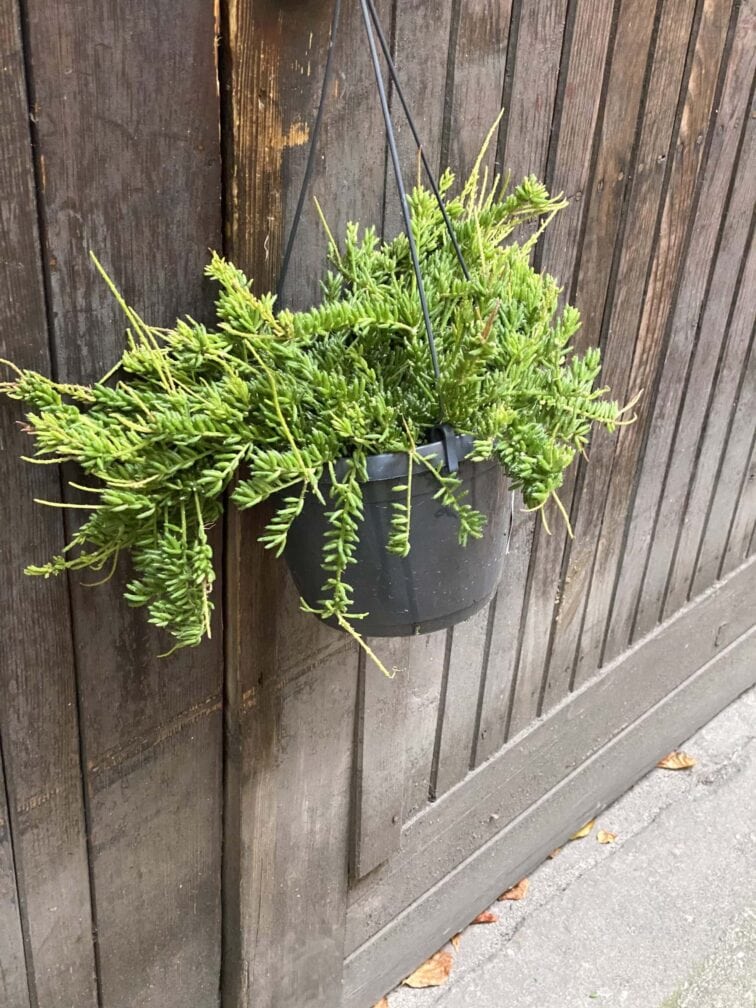 Zdjęcie rośliny Rhipsalis mesembryanthemoides (Patyczak), ujęcie 2