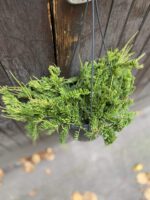Zdjęcie rośliny Rhipsalis mesembryanthemoides (Patyczak), ujęcie 3