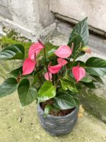 Zdjęcie rośliny Anthurium Glorious, ujęcie 1