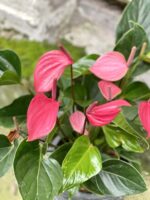 Zdjęcie rośliny Anthurium Glorious, ujęcie 2