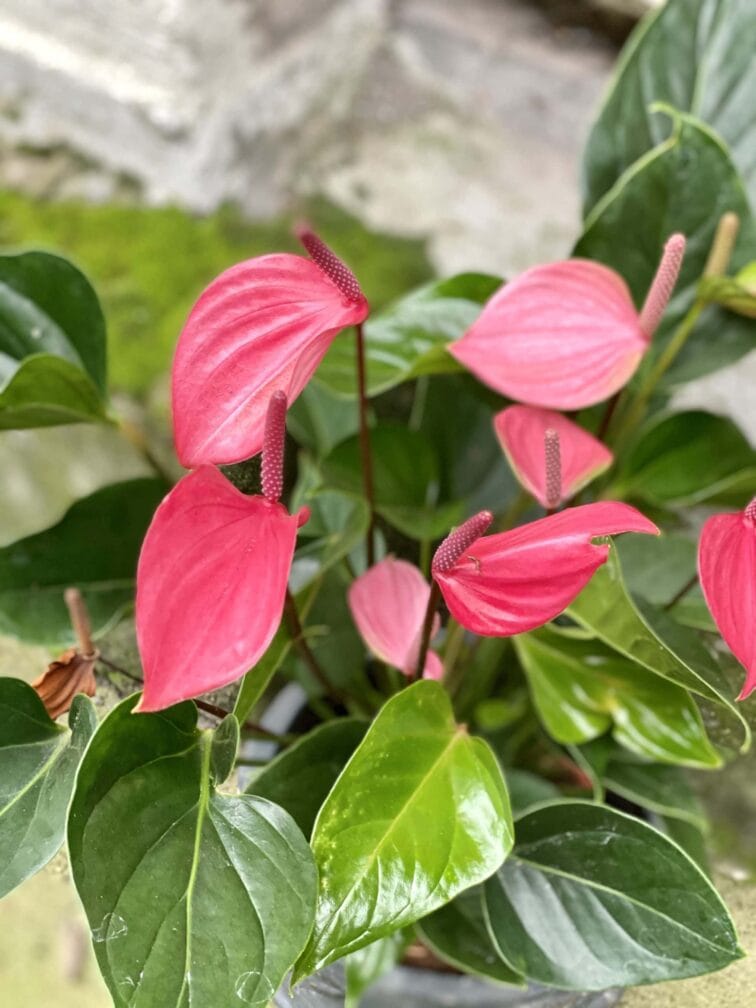 Zdjęcie rośliny Anthurium Glorious, ujęcie 2