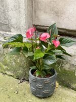 Zdjęcie rośliny Anthurium Glorious, ujęcie 3