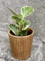 Zdjęcie doniczki lub oslonki: Osłonka Mała Mufinka 8x10 cm, ujęcie 2