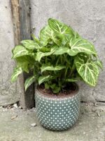 Zdjęcie doniczki lub oslonki: Osłonka Epifauna Green 12x13 cm, ujęcie 2