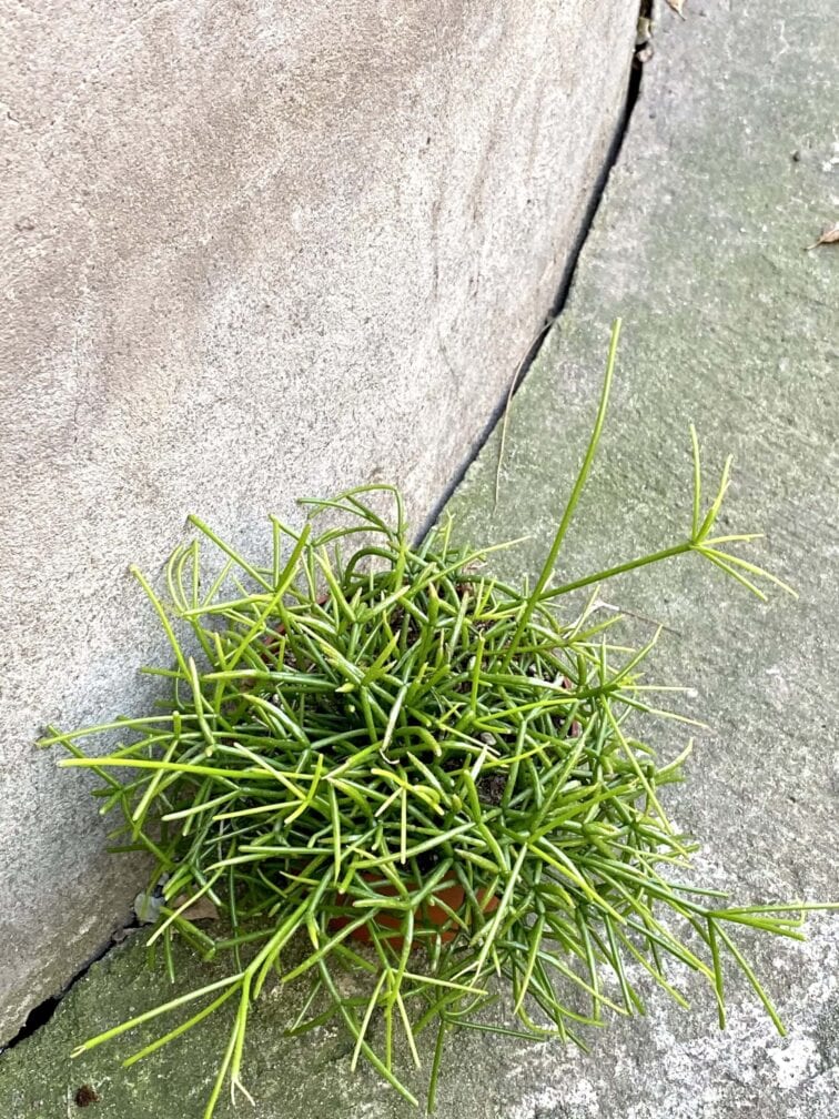 Zdjęcie rośliny Rhipsalis cassutha Oasis (Patyczak), ujęcie 1