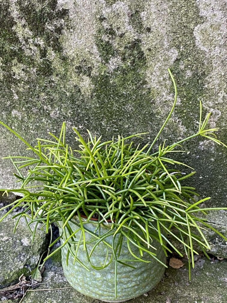 Zdjęcie rośliny Rhipsalis cassutha Oasis (Patyczak), ujęcie 2