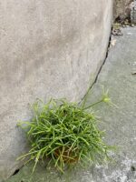 Zdjęcie rośliny Rhipsalis cassutha Oasis (Patyczak), ujęcie 3