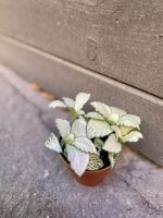Zdjęcie rośliny Fittonia Mosa Snow Anne, ujęcie 1