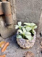 Zdjęcie rośliny Fittonia Mosa Snow Anne, ujęcie 2
