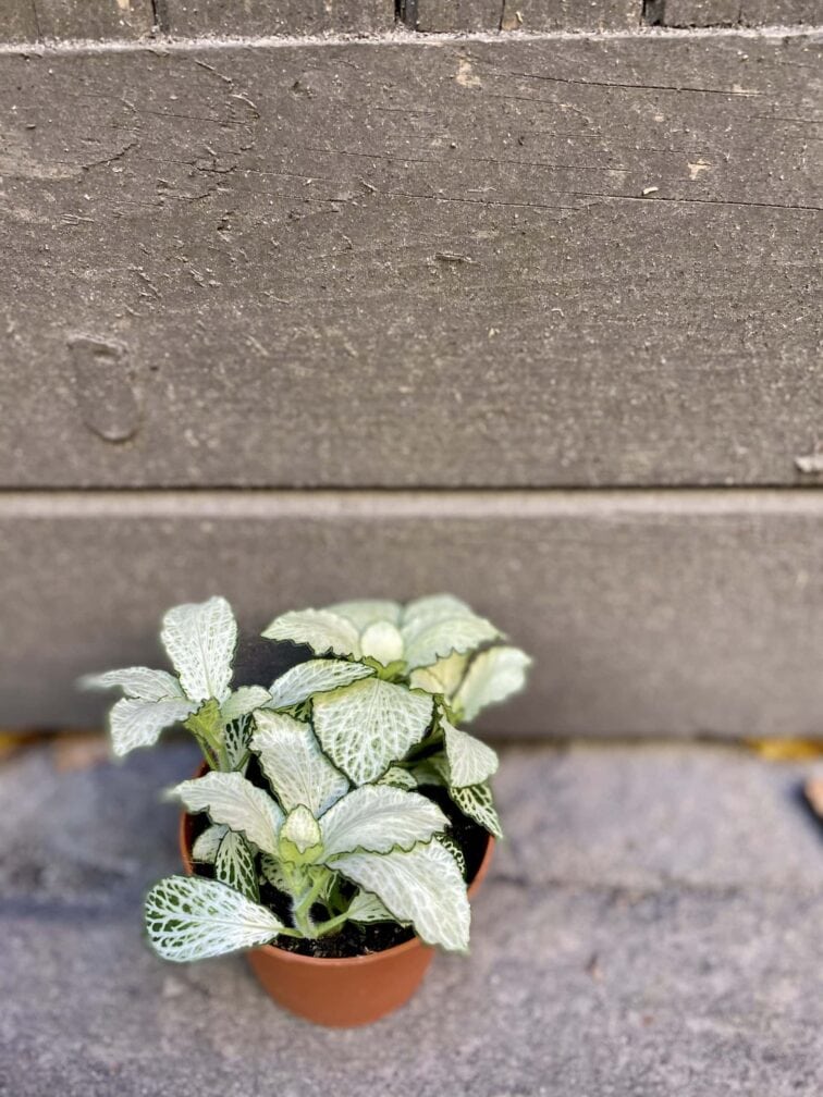 Zdjęcie rośliny Fittonia Mosa Snow Anne, ujęcie 3