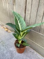 Zdjęcie rośliny Dieffenbachia Green Magic, ujęcie 1