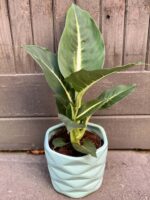 Zdjęcie rośliny Dieffenbachia Green Magic, ujęcie 2