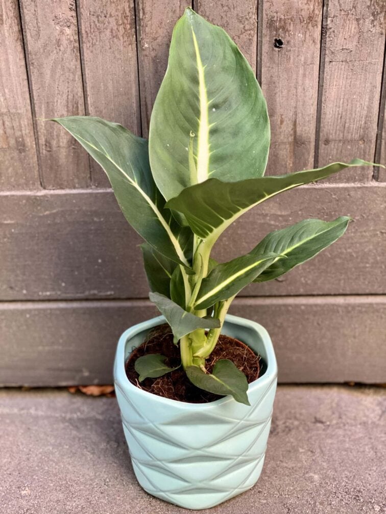 Zdjęcie rośliny Dieffenbachia Green Magic, ujęcie 2