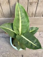 Zdjęcie rośliny Dieffenbachia Green Magic, ujęcie 3