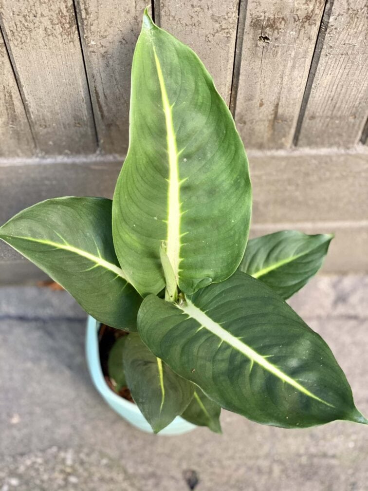 Zdjęcie rośliny Dieffenbachia Green Magic, ujęcie 3