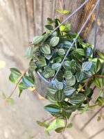Zdjęcie rośliny Peperomia Rocca Scuro, ujęcie 1
