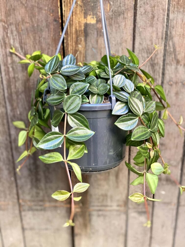 Zdjęcie rośliny Peperomia Rocca Scuro, ujęcie 2