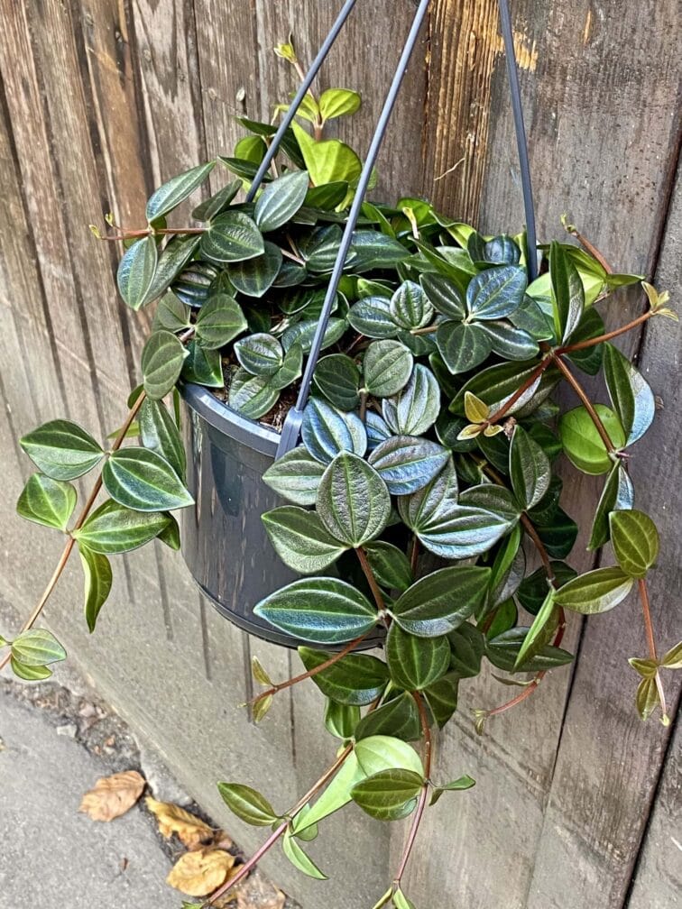Zdjęcie rośliny Peperomia Rocca Scuro, ujęcie 3