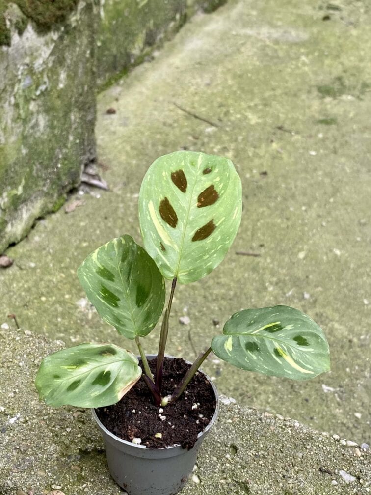 marantha-kerchoveana-variegata_6x15-0.jpg Zdjęcie rośliny Marantha Kerchoveana Variegata, ujęcie 1