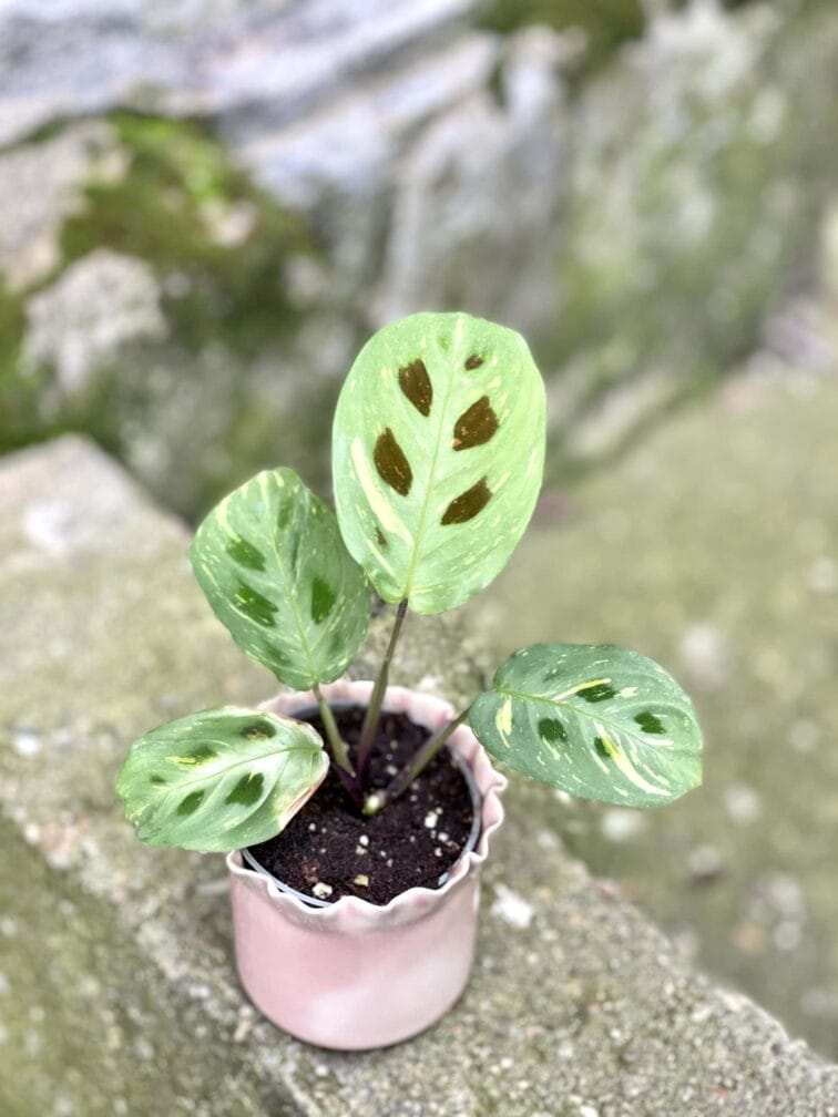 Zdjęcie rośliny Marantha Kerchoveana Variegata, ujęcie 3