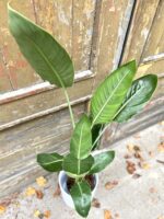 Zdjęcie rośliny Strelitzia Reginae (Strelicja Królewska), ujęcie 1