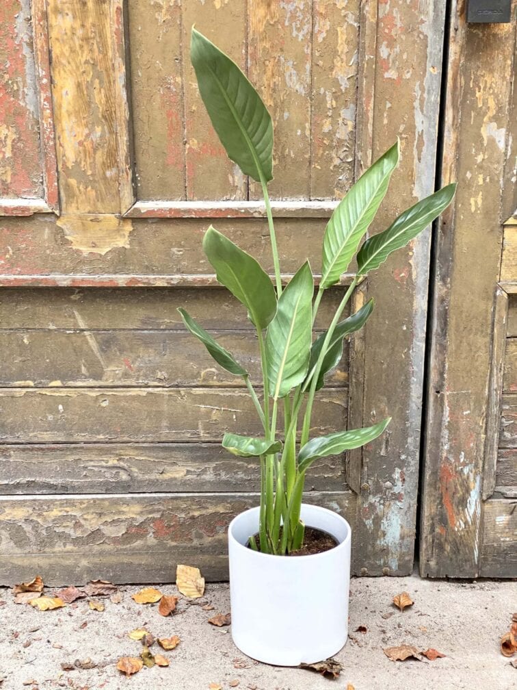 Zdjęcie rośliny Strelitzia Reginae (Strelicja Królewska), ujęcie 2