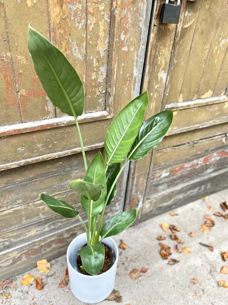 Zdjęcie rośliny Strelitzia Reginae (Strelicja Królewska), ujęcie 3
