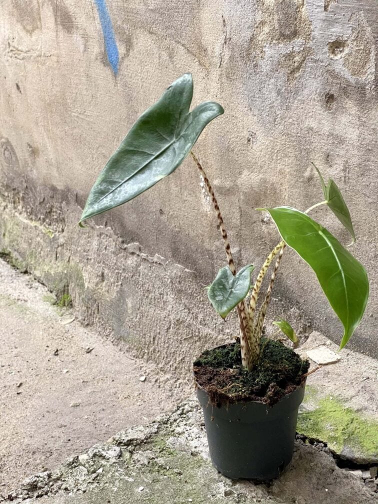 alocasia-zebrina_11x40-0.jpg Zdjęcie rośliny Alocasia Zebrina, ujęcie 1