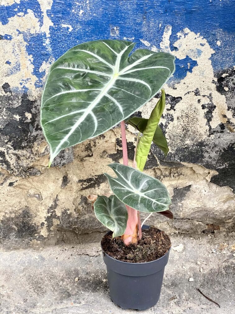 Zdjęcie rośliny Alocasia Pink Dragon, ujęcie 1