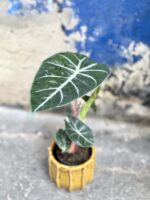 Zdjęcie rośliny Alocasia Pink Dragon, ujęcie 2