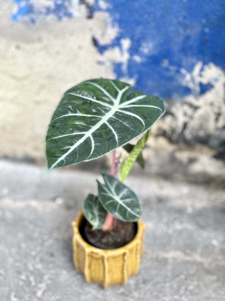 Zdjęcie rośliny Alocasia Pink Dragon, ujęcie 2