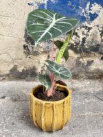Zdjęcie rośliny Alocasia Pink Dragon, ujęcie 3