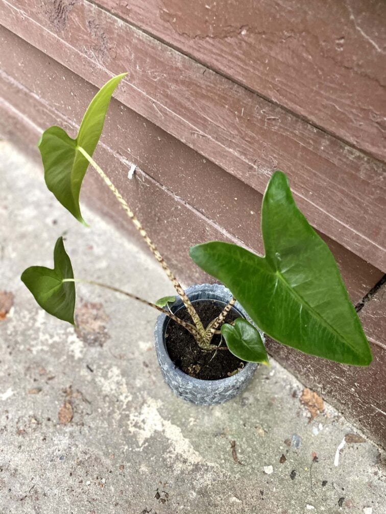 Zdjęcie rośliny Alocasia Zebrina variegata, ujęcie 3